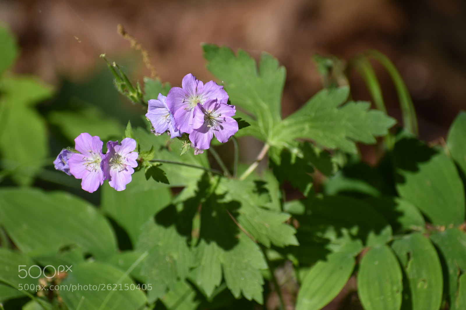 Nikon D3400 sample photo. Flowers photography