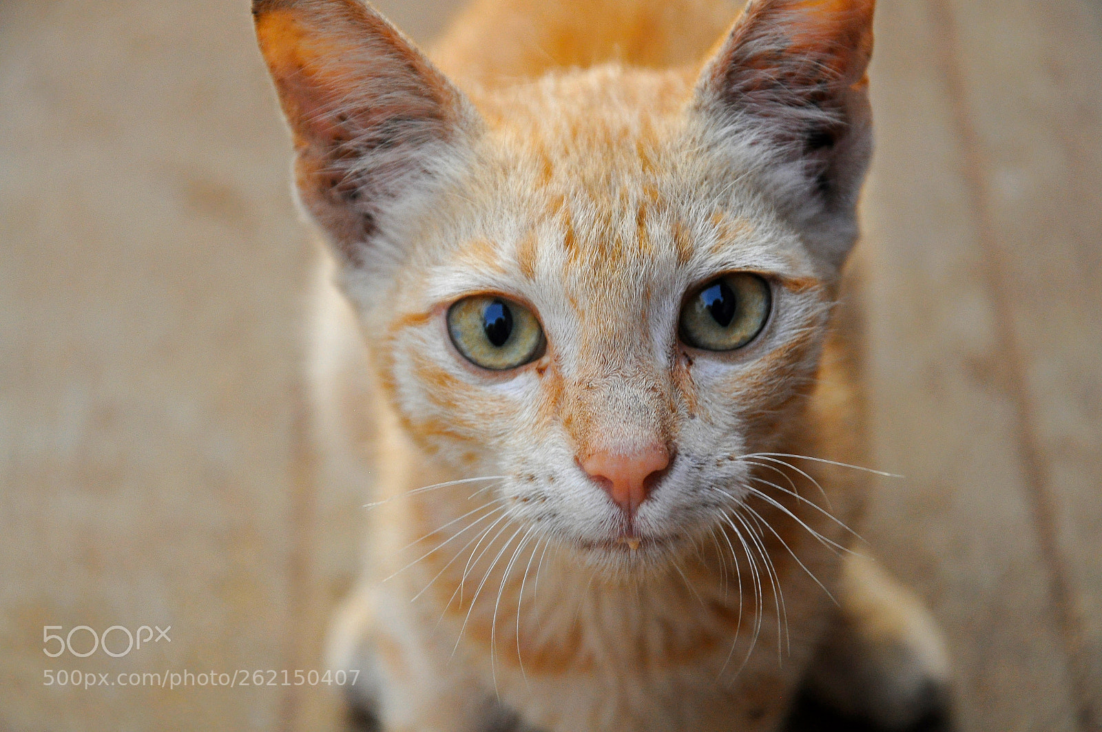 Nikon D90 sample photo. Cute kitten photography