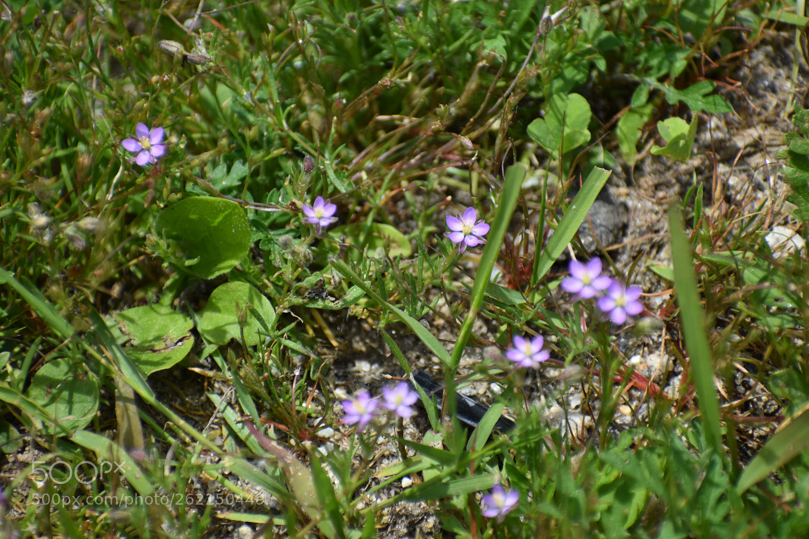 Nikon D3400 sample photo. City flowers photography