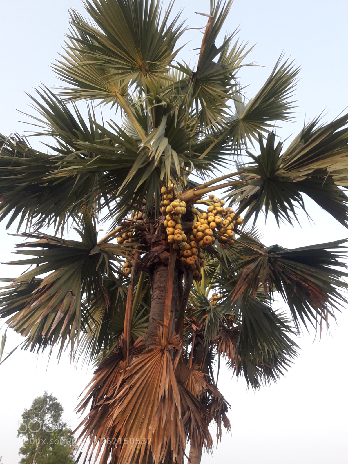 Samsung Galaxy J7 Neo sample photo. Palm tree photography