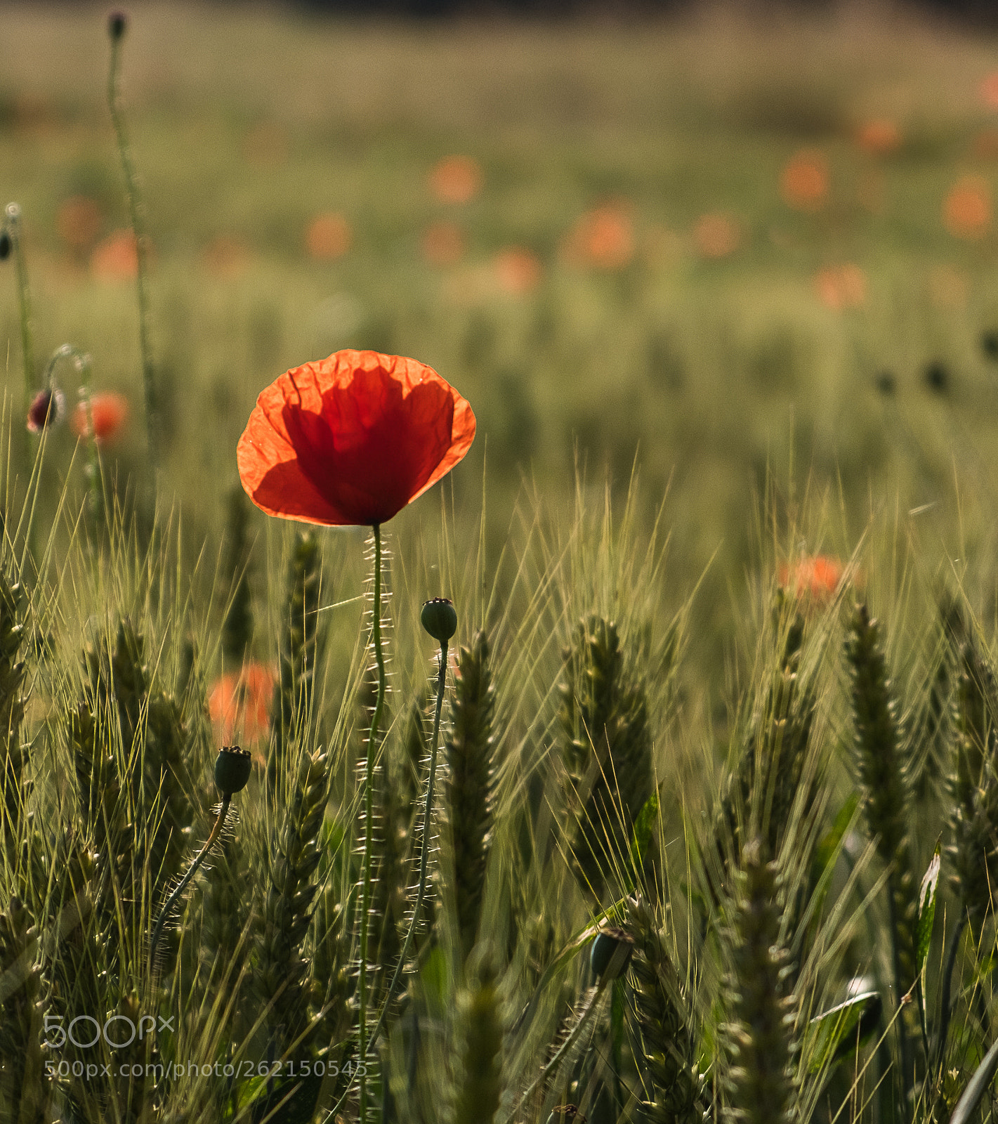 Fujifilm X-T20 sample photo. Poppy in backlight photography