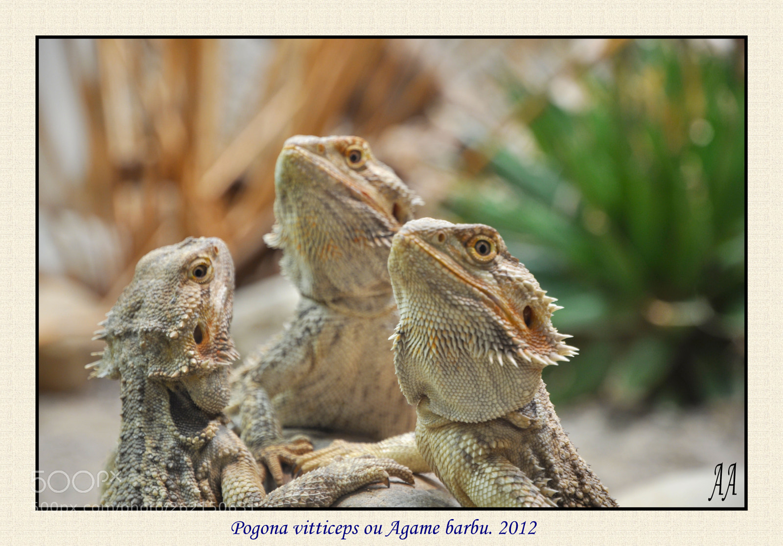 Nikon D90 sample photo. Pogona vitticeps ou agame photography