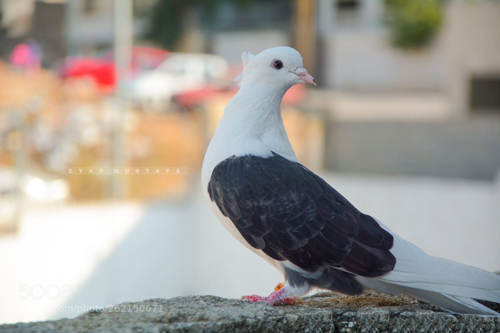 Nikon D7100 sample photo. Irani pigeon photography