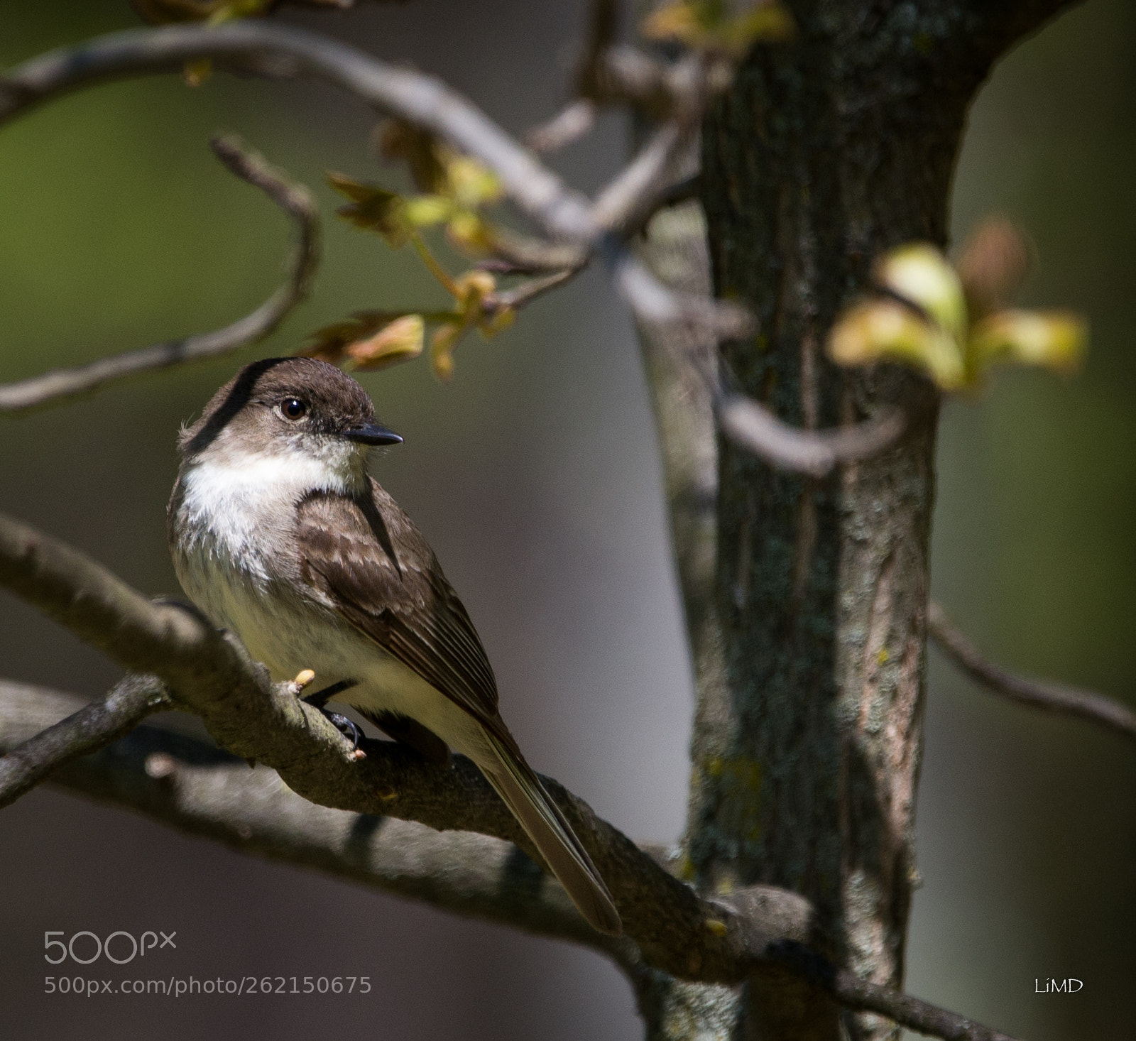 Nikon D600 sample photo. Birdie photography