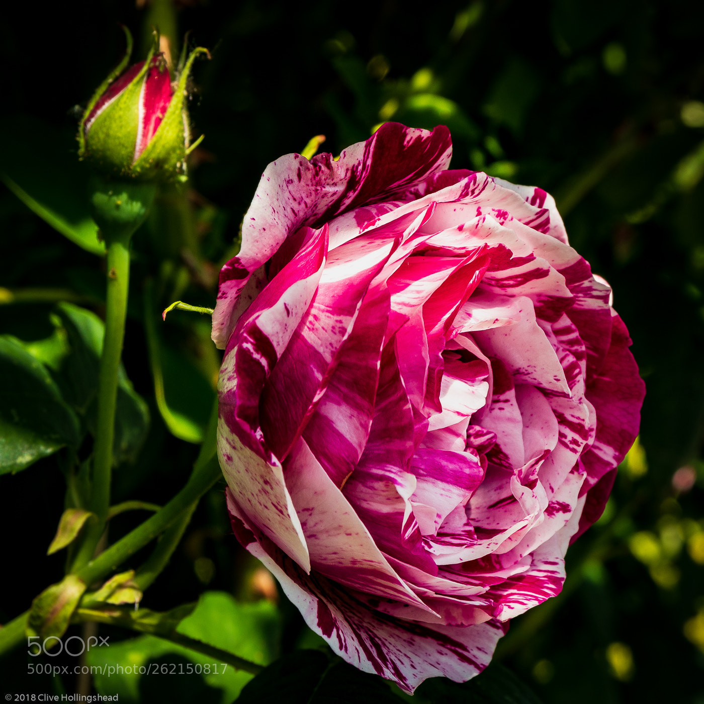 Canon EOS 7D Mark II sample photo. The joy of things photography