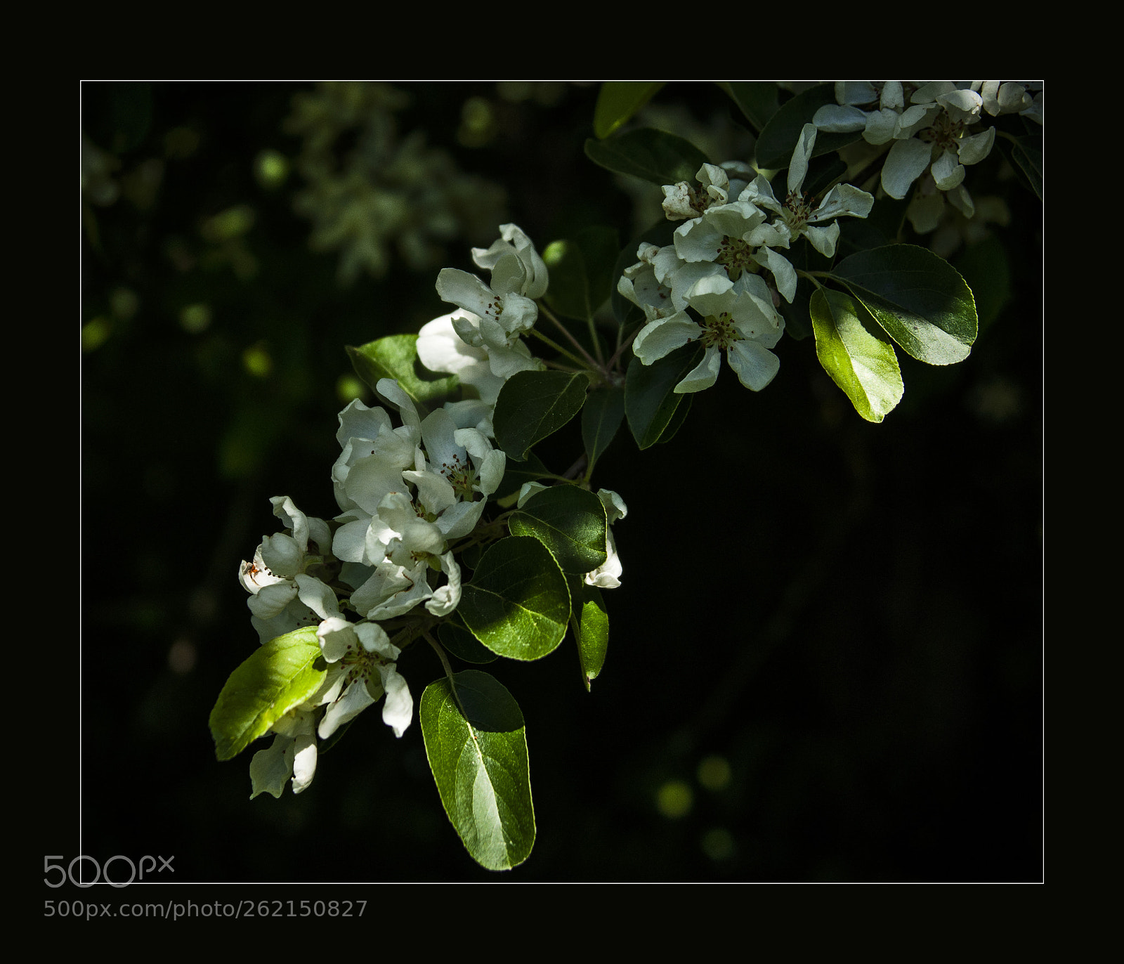 Nikon D90 sample photo. Blossom photography