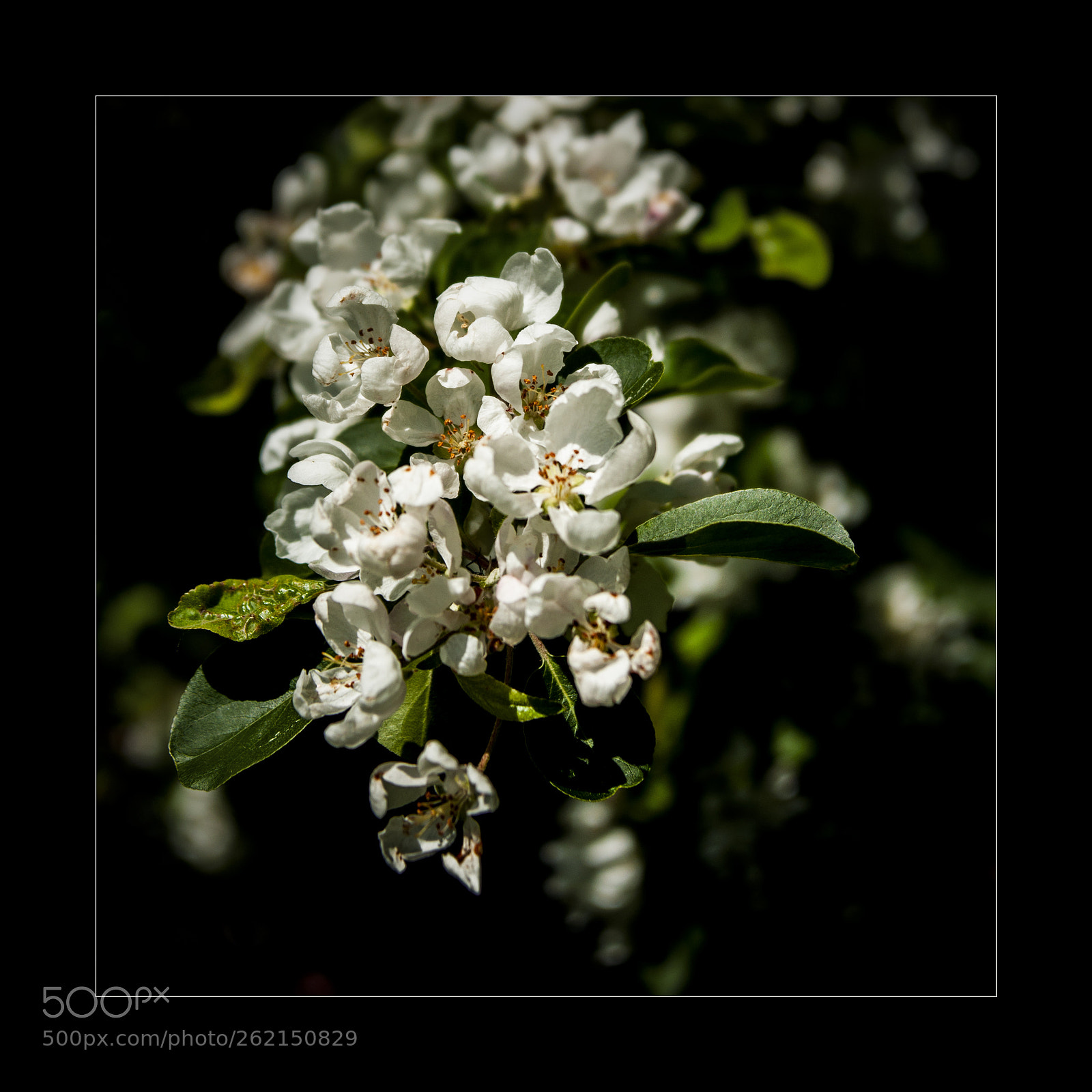 Nikon D90 sample photo. Blossom photography