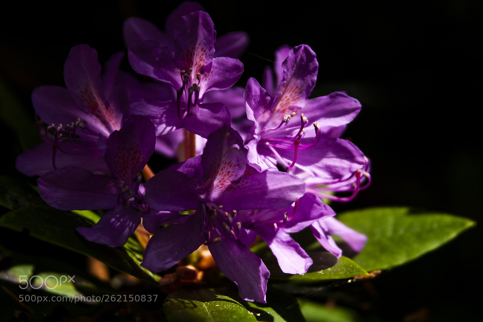 Nikon D90 sample photo. Rhodendendron photography