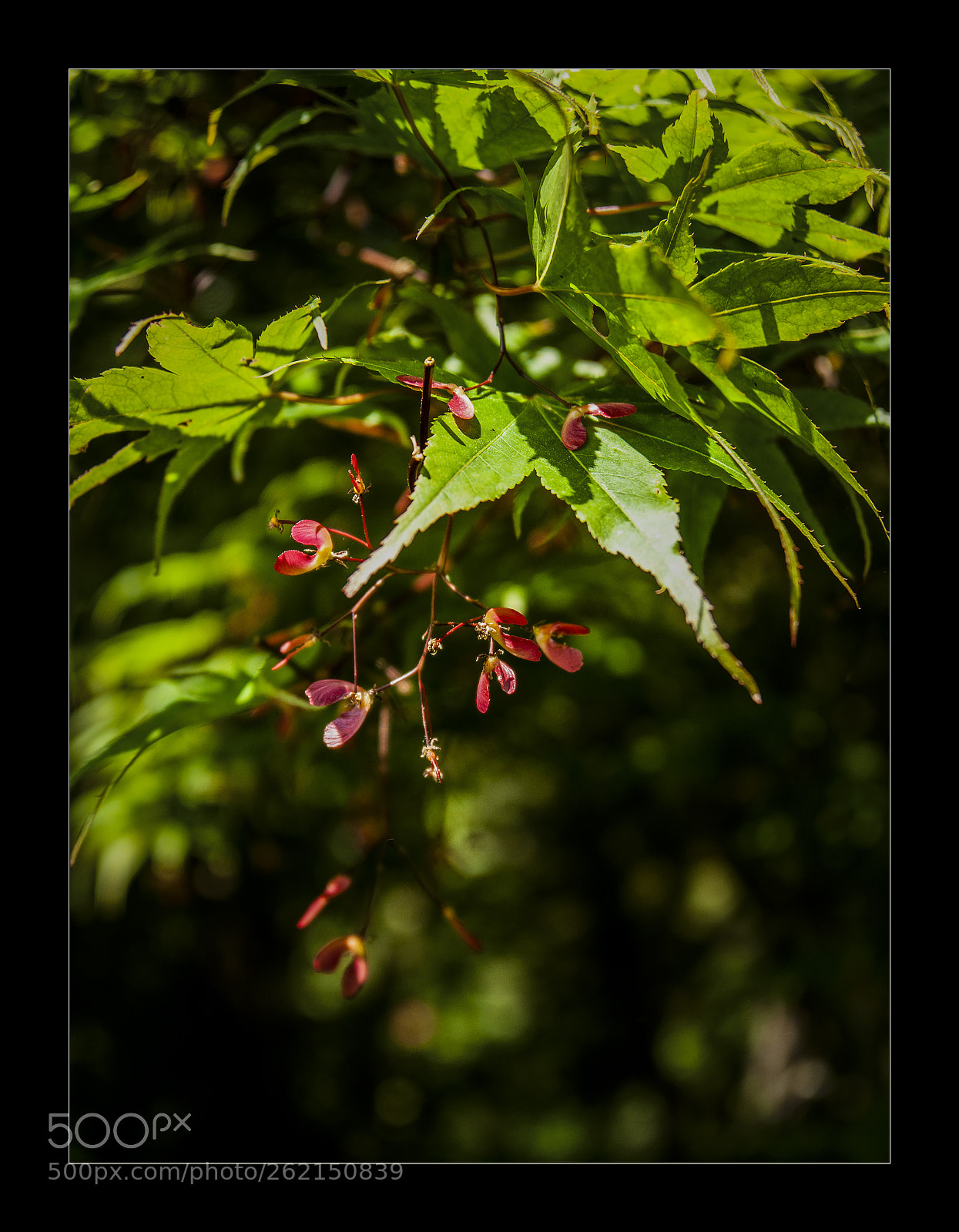 Nikon D90 sample photo. Acer photography