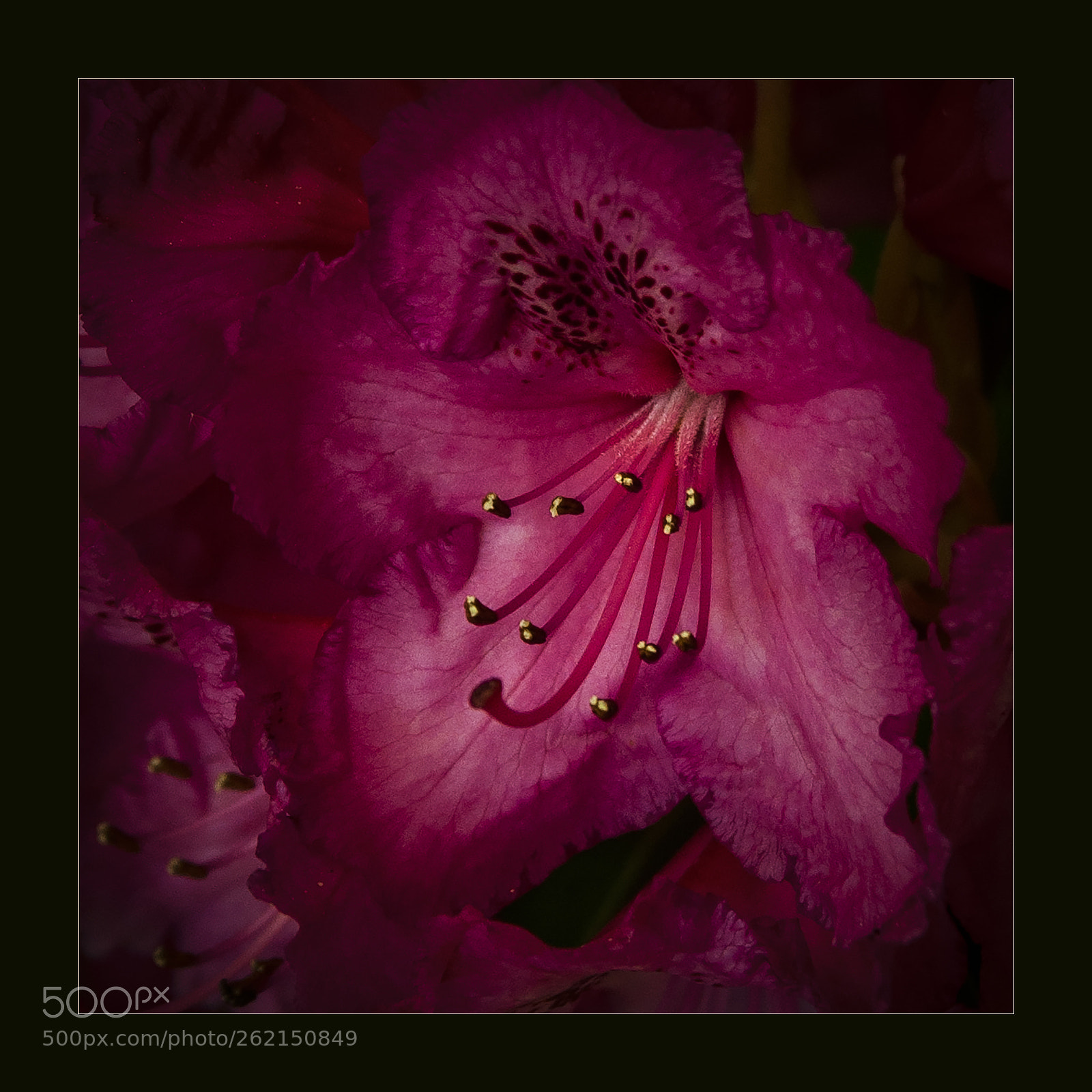 Nikon D90 sample photo. Rhodedendron a photography