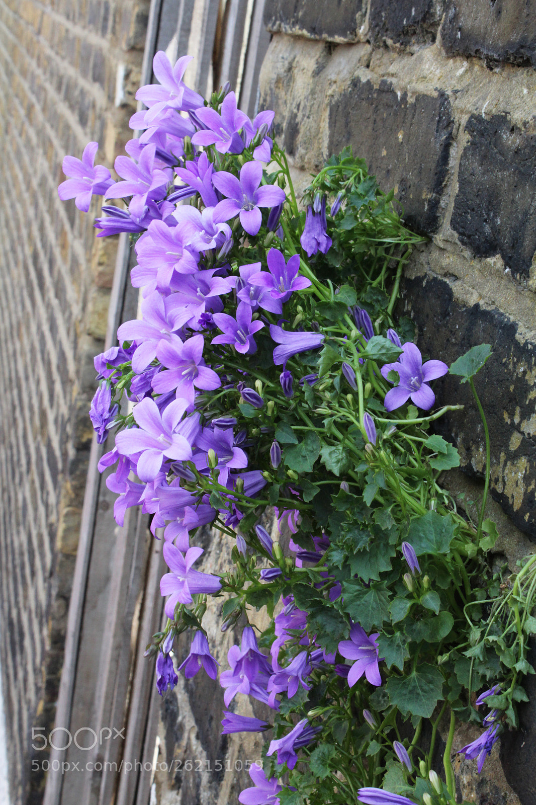 Canon EOS 1200D (EOS Rebel T5 / EOS Kiss X70 / EOS Hi) sample photo. Wall everlong photography