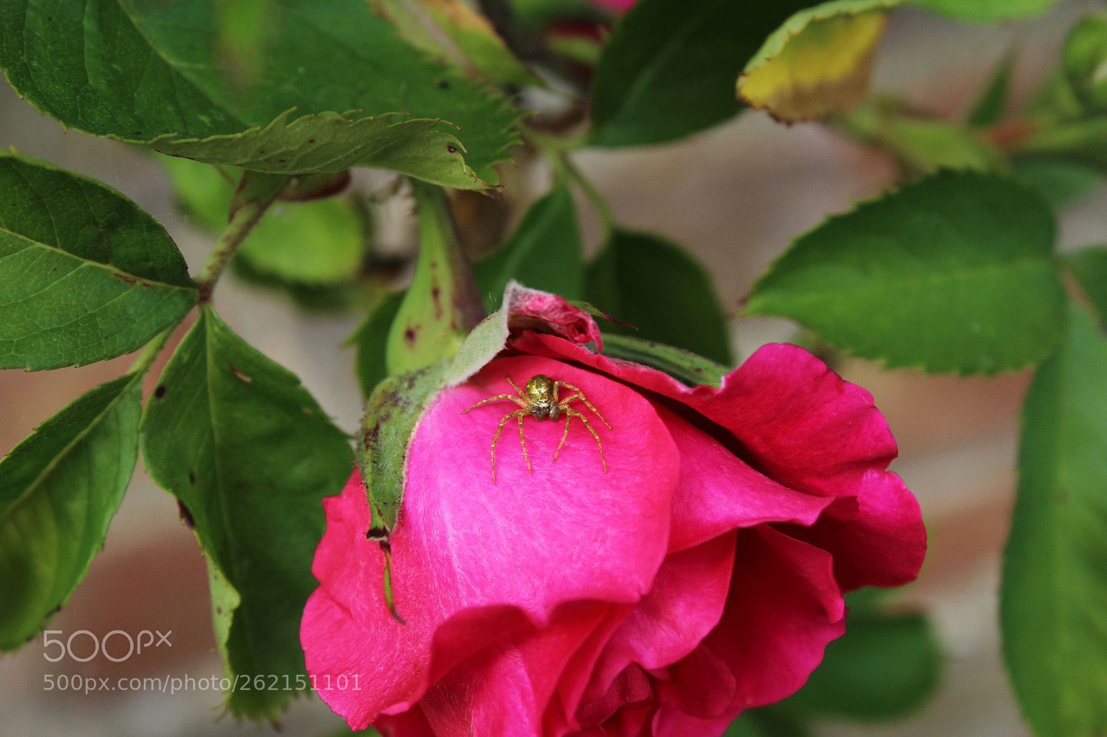 Canon EOS 1200D (EOS Rebel T5 / EOS Kiss X70 / EOS Hi) sample photo. Spider on a rose photography