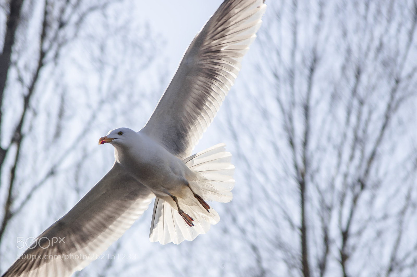 Canon EOS 80D sample photo. Lets fly photography