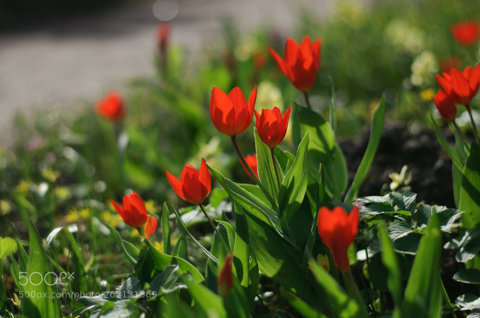 Nikon D90 sample photo. Red-red tulips photography