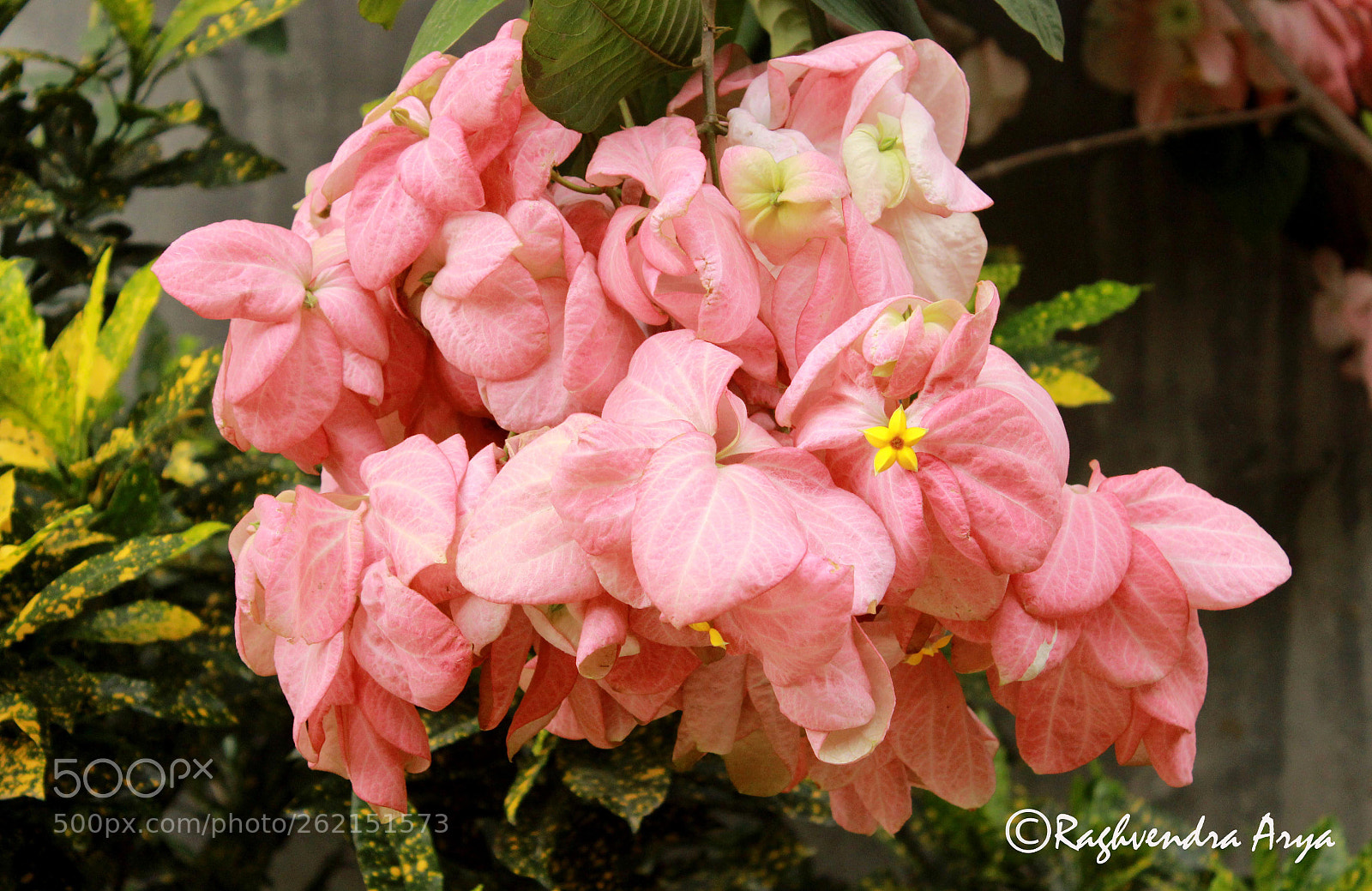 Canon EOS 600D (Rebel EOS T3i / EOS Kiss X5) sample photo. Img photography