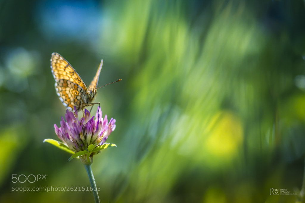 Canon EOS 7D sample photo. Butterfly photography