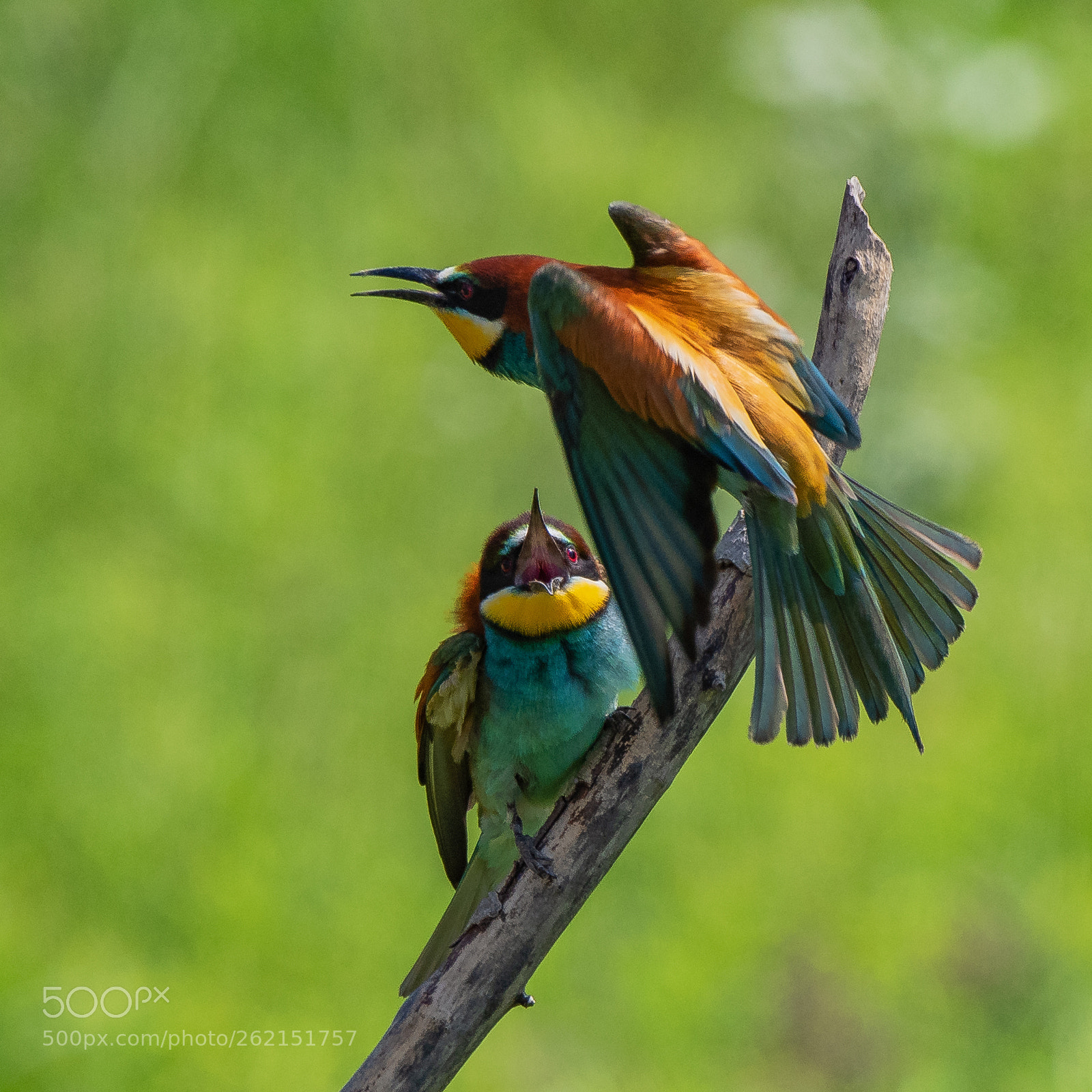 Nikon D500 sample photo. Bee-eaters iii photography