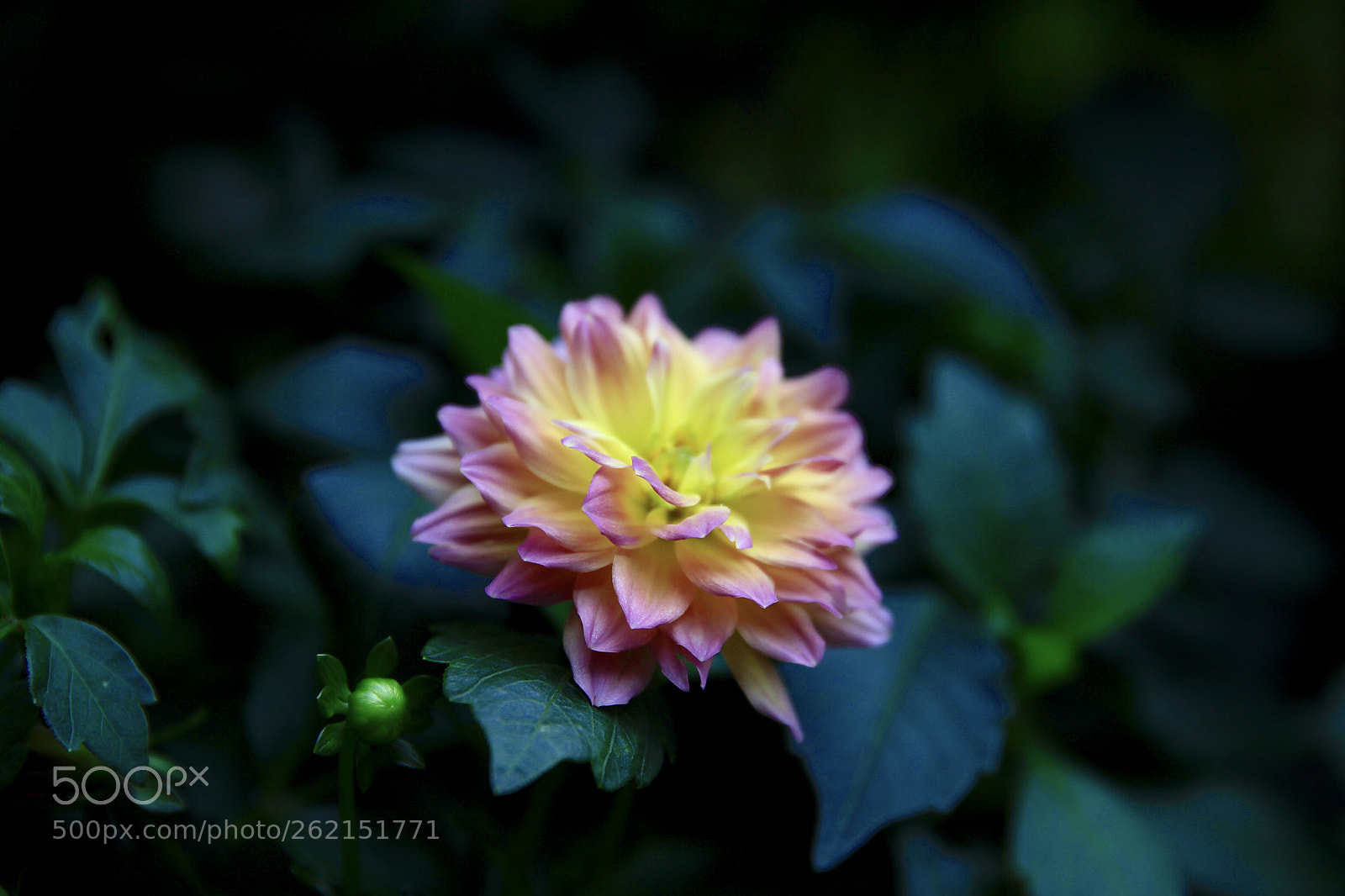 Canon EOS-1D Mark IV sample photo. Untitled photography