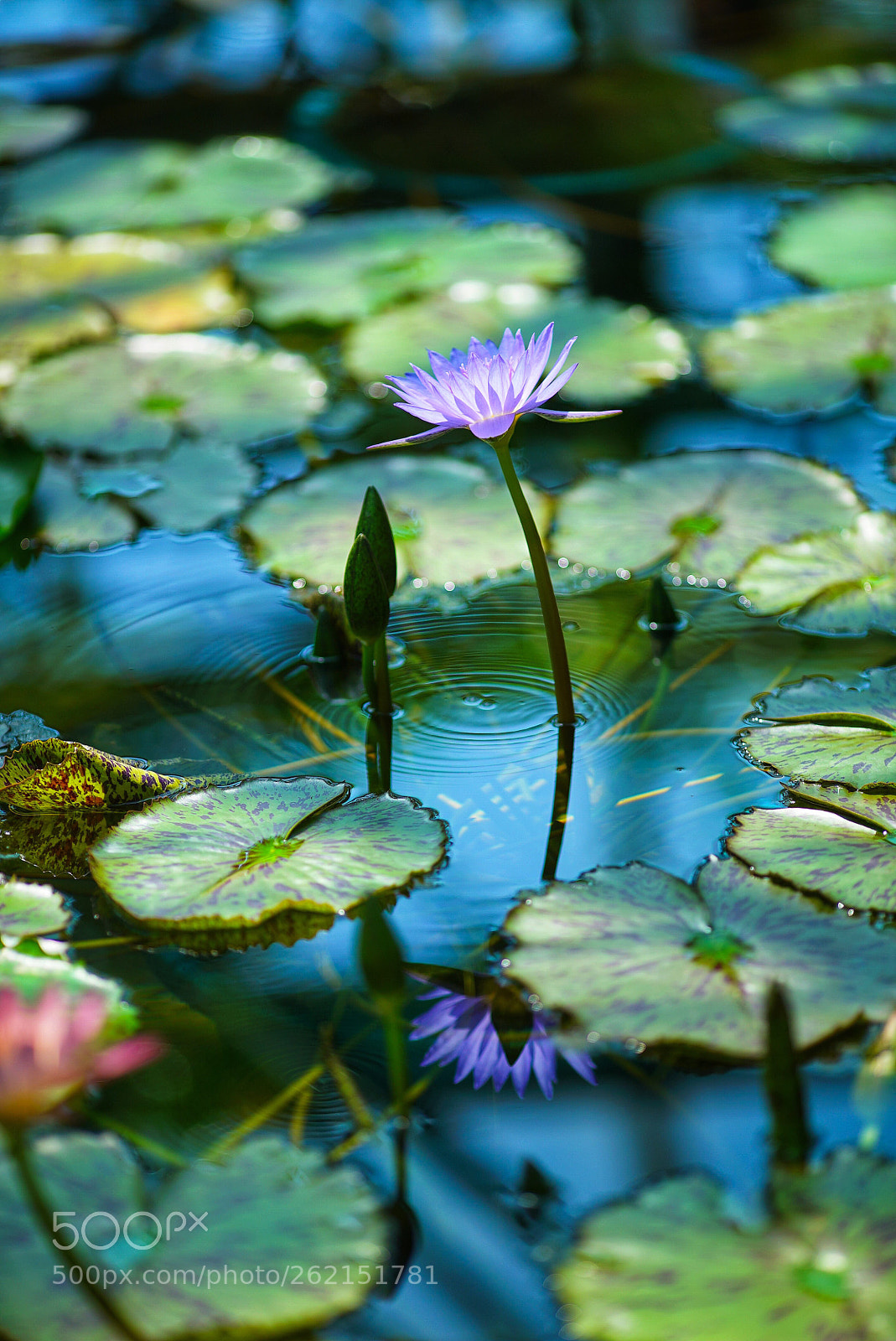 Sony a7S II sample photo. Water lily photography