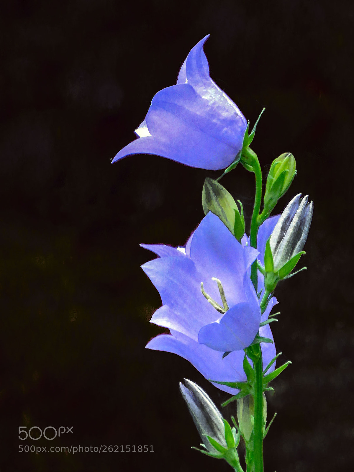 Canon PowerShot SX50 HS sample photo. Blue campanula photography