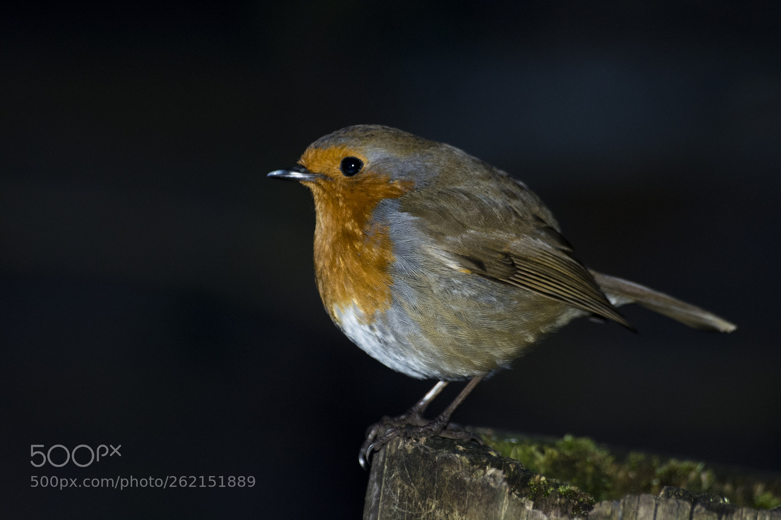 Nikon D7100 sample photo. Robin 2 photography