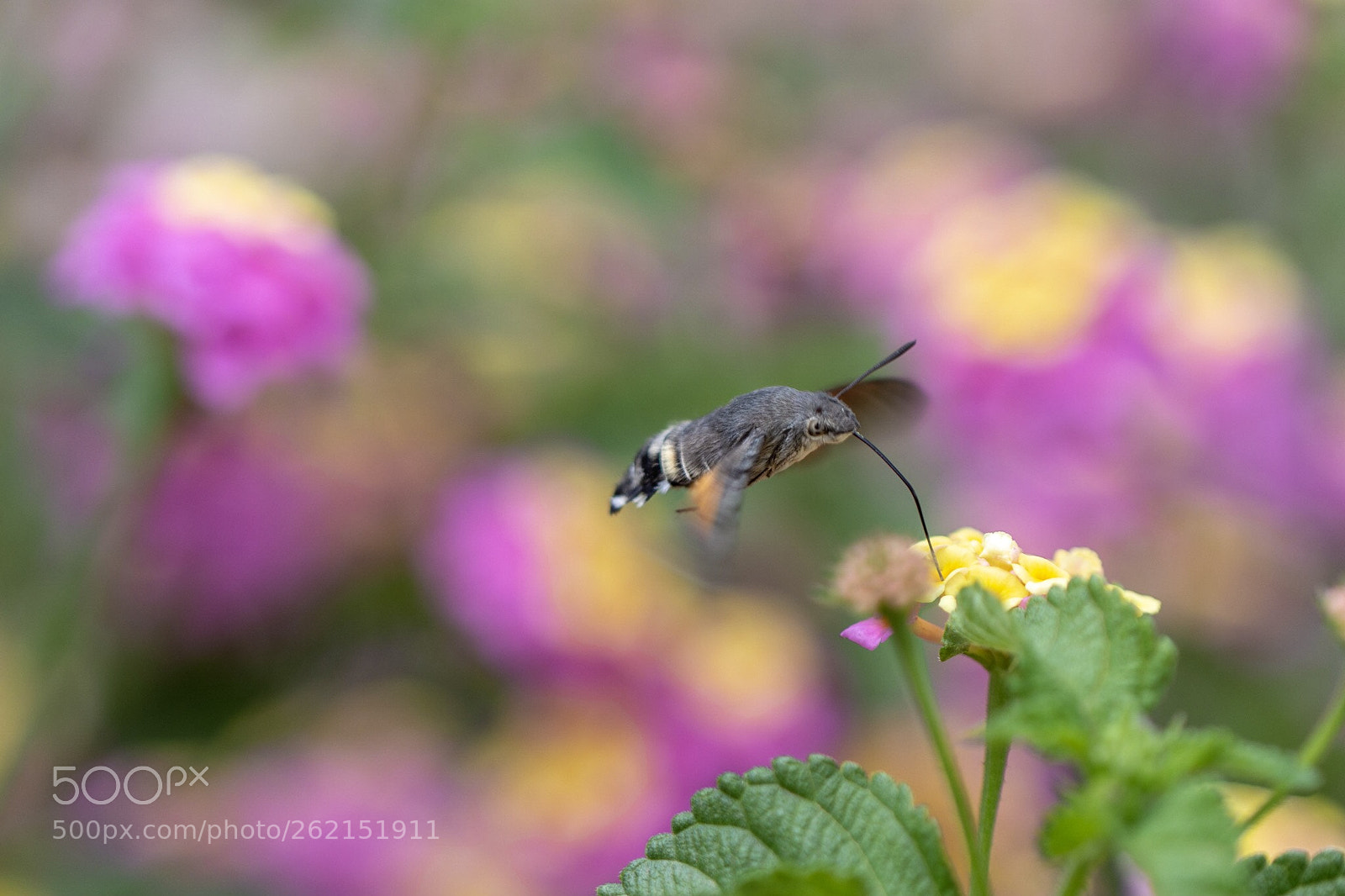 Nikon D7200 sample photo. Hawk-moth hummingbird butterfly photography
