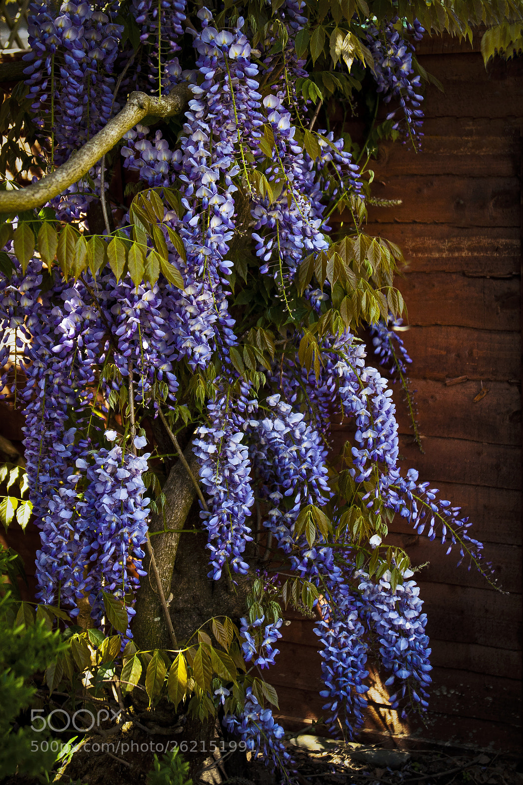 Nikon D90 sample photo. Wisteria photography