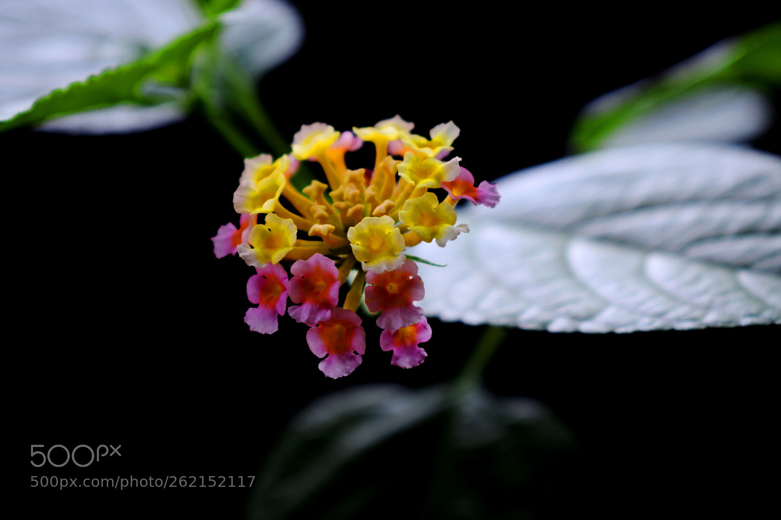 Nikon D5300 sample photo. Shrub photography