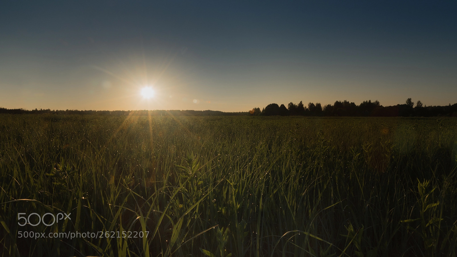 Nikon D750 sample photo. The early summer. morning photography