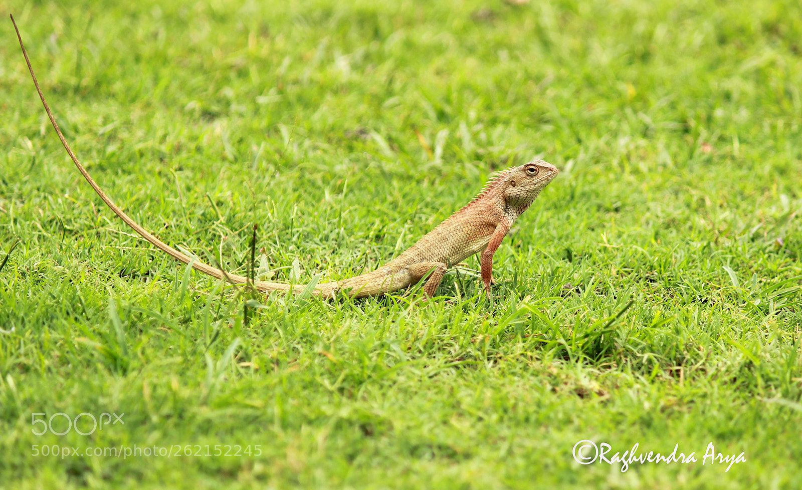 Canon EOS 600D (Rebel EOS T3i / EOS Kiss X5) sample photo. Img photography