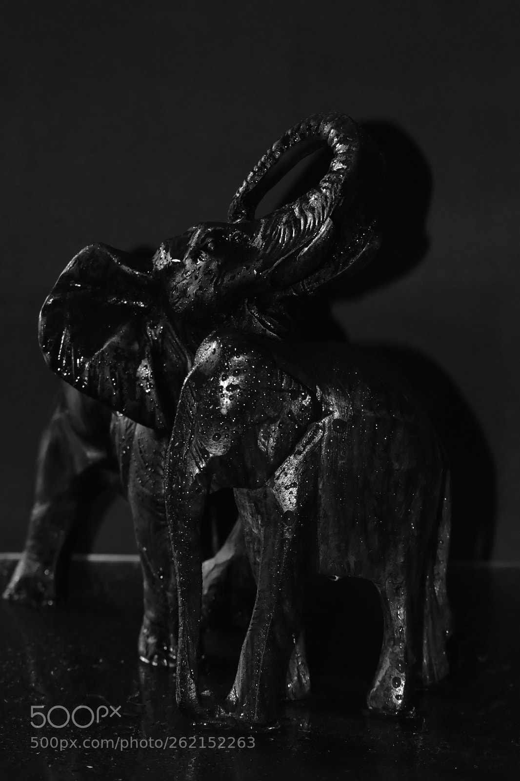 Nikon D5600 sample photo. Monochrome photography
