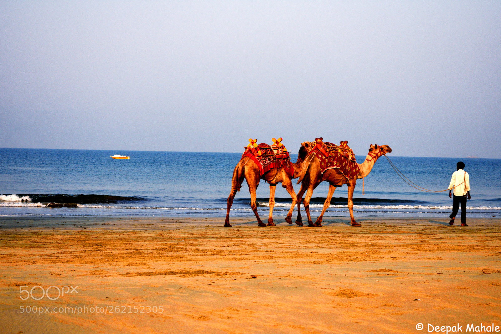 Nikon D3400 sample photo. Camel ride photography