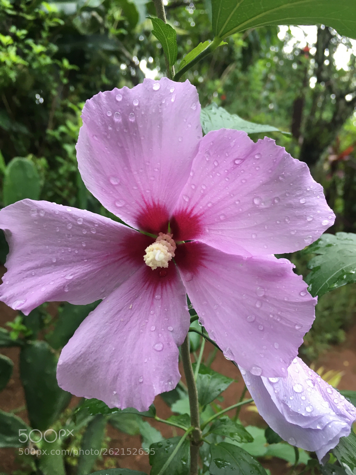 Apple iPhone SE sample photo. Flower photography