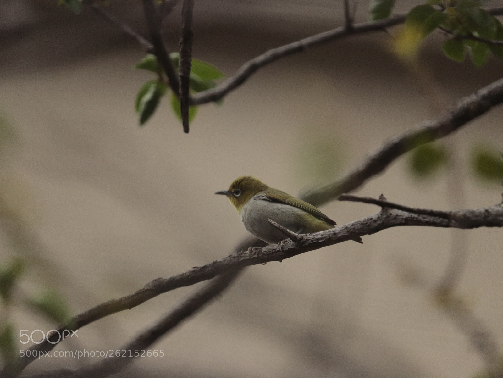 Canon EOS 77D (EOS 9000D / EOS 770D) sample photo. Zosterops japonicus photography