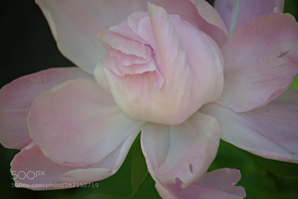 Fujifilm X-T1 sample photo. Blossoming photography