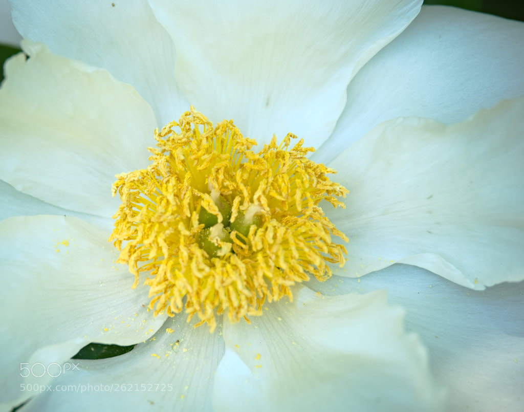 Fujifilm X-T1 sample photo. Goldenhaired photography
