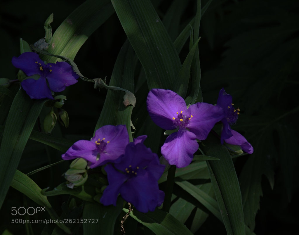 Fujifilm X-T1 sample photo. Hope photography
