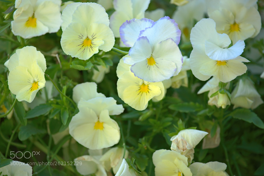 Fujifilm X-T1 sample photo. Marja'spansies photography