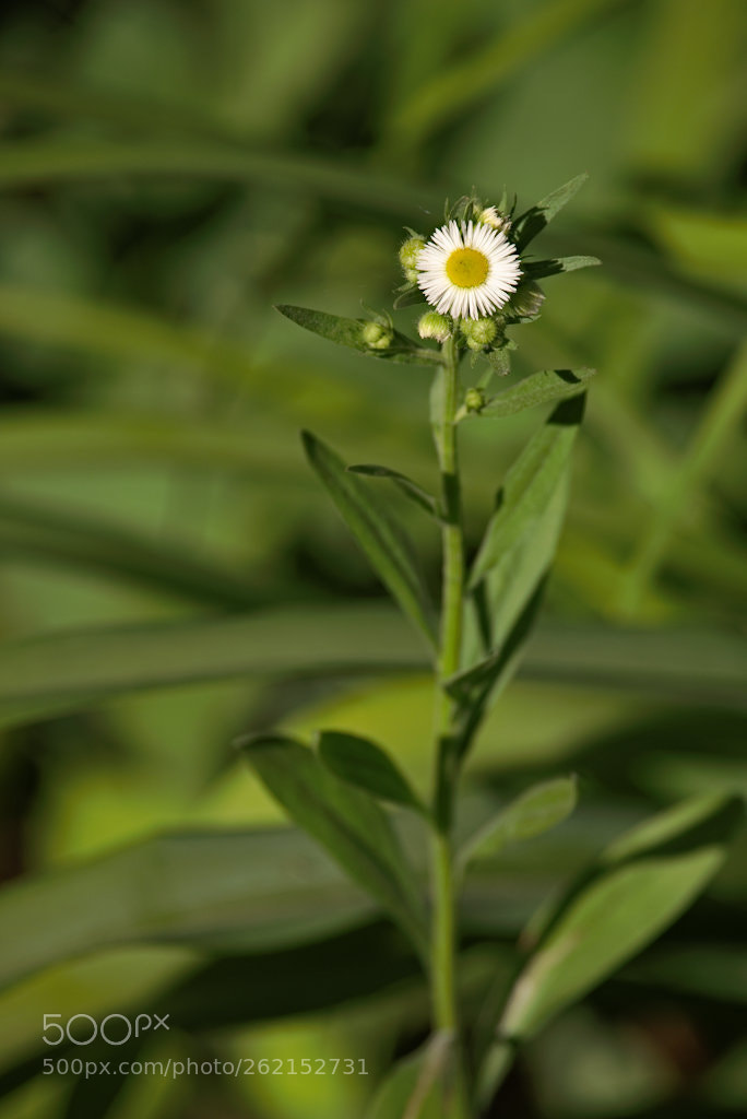 Fujifilm X-T1 sample photo. Outcast photography