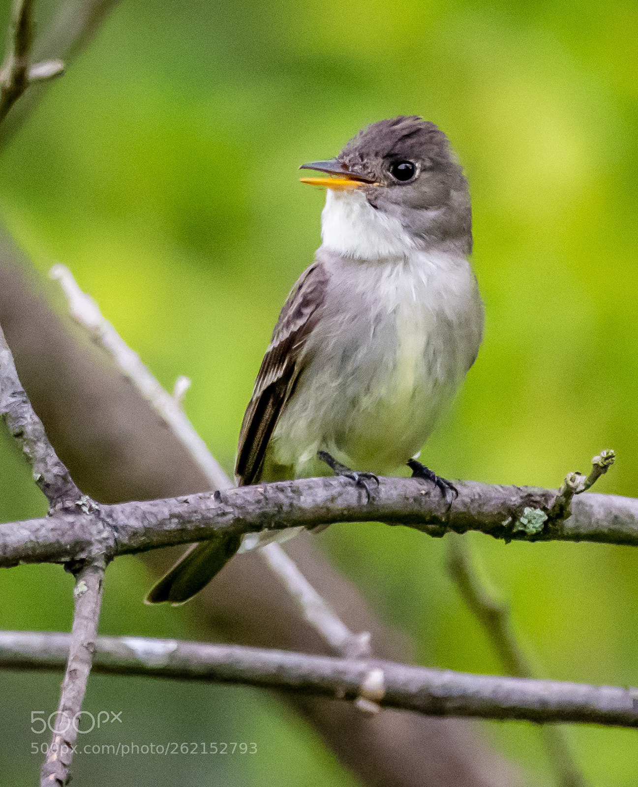 Nikon D500 sample photo. Eastern wood-peewee photography