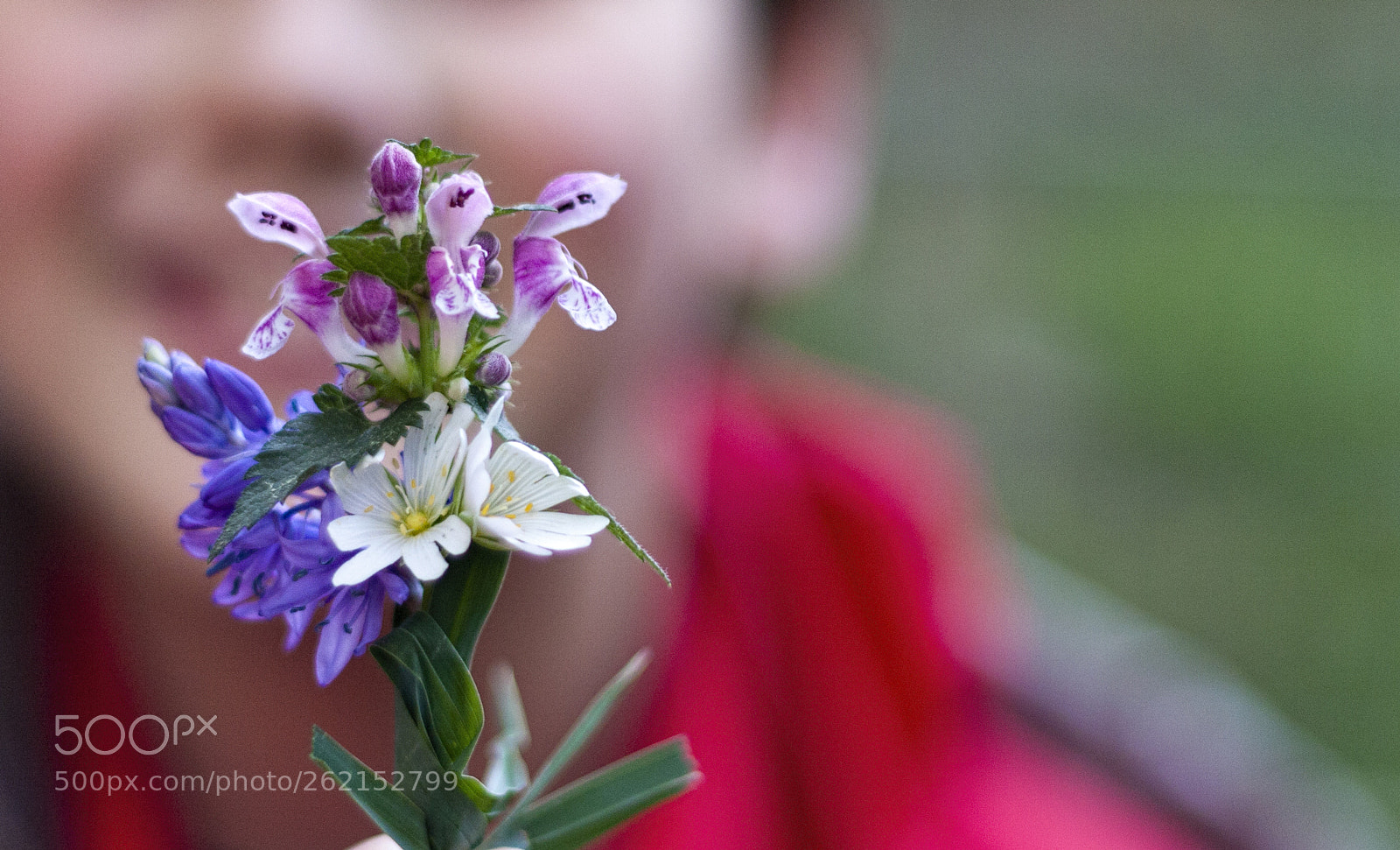 Canon EOS 40D sample photo. Froles do campo photography