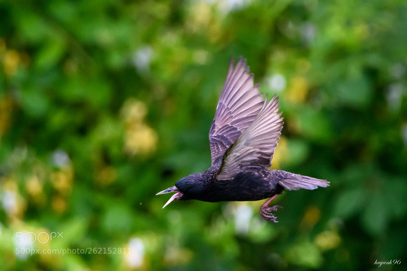 Nikon D500 sample photo. I will catch you photography