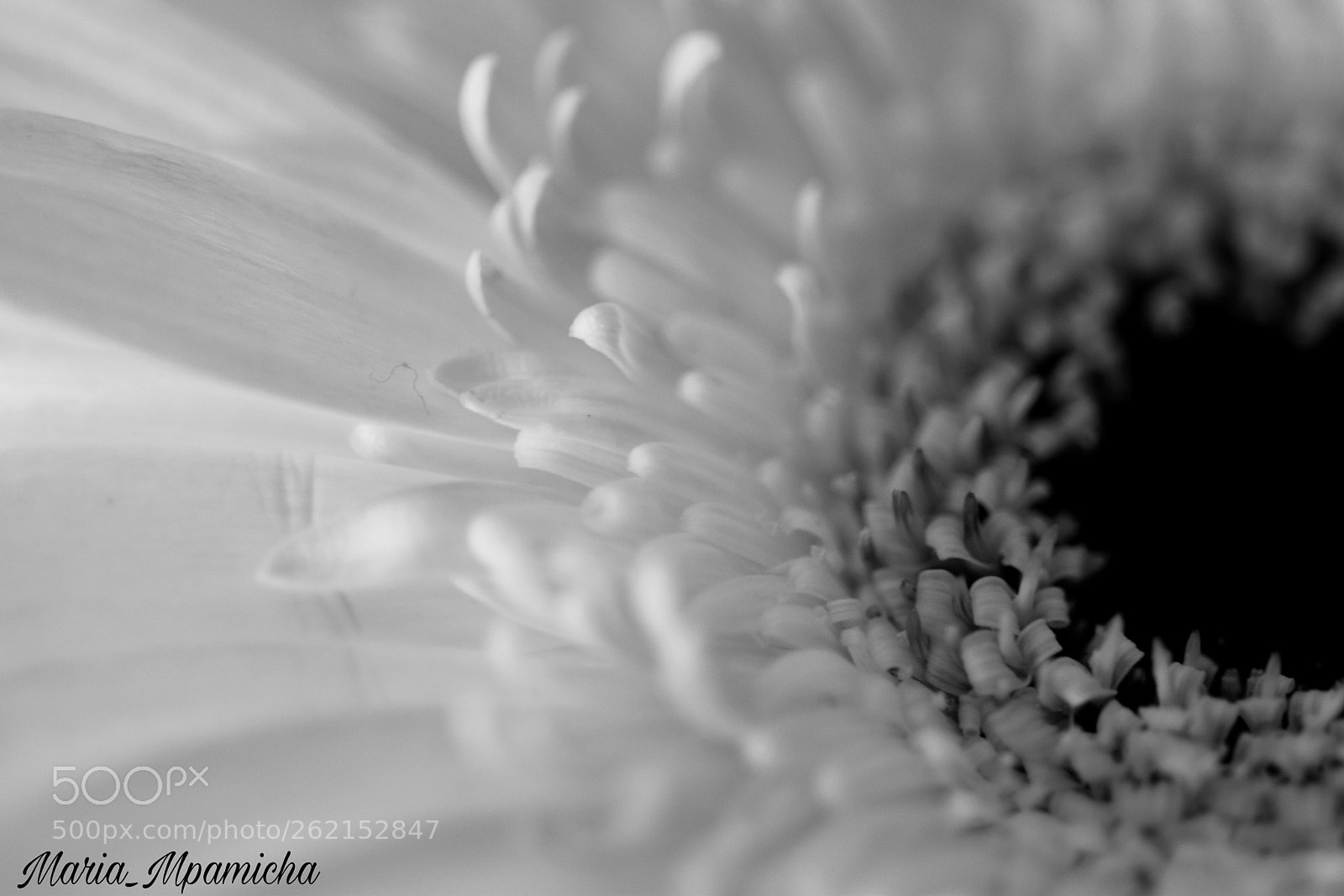 Nikon D3300 sample photo. B&w beauty photography