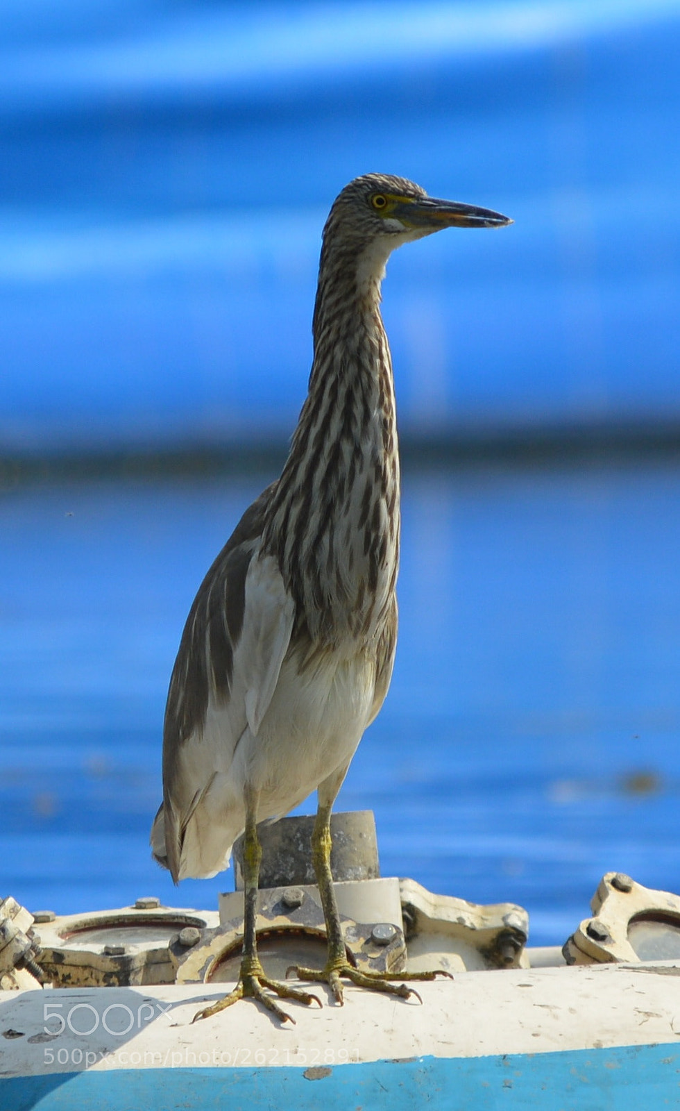 Nikon D3200 sample photo. Beautiful duck photography