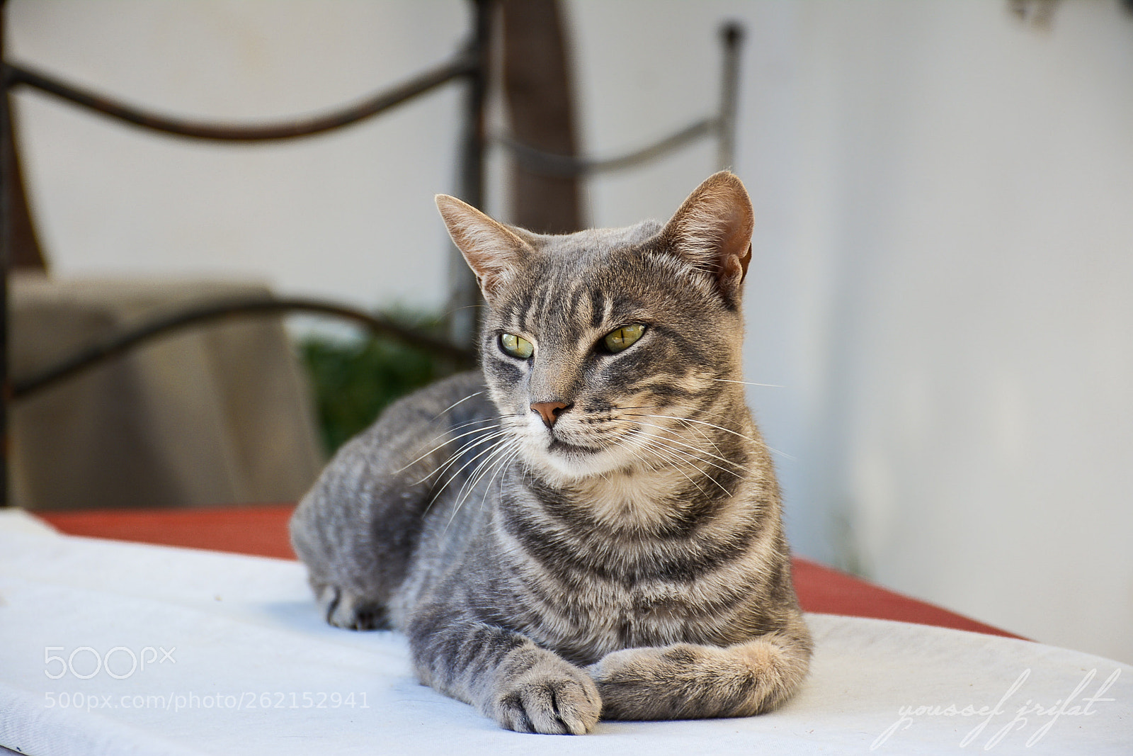 Nikon D7100 sample photo. Restaurant cat photography