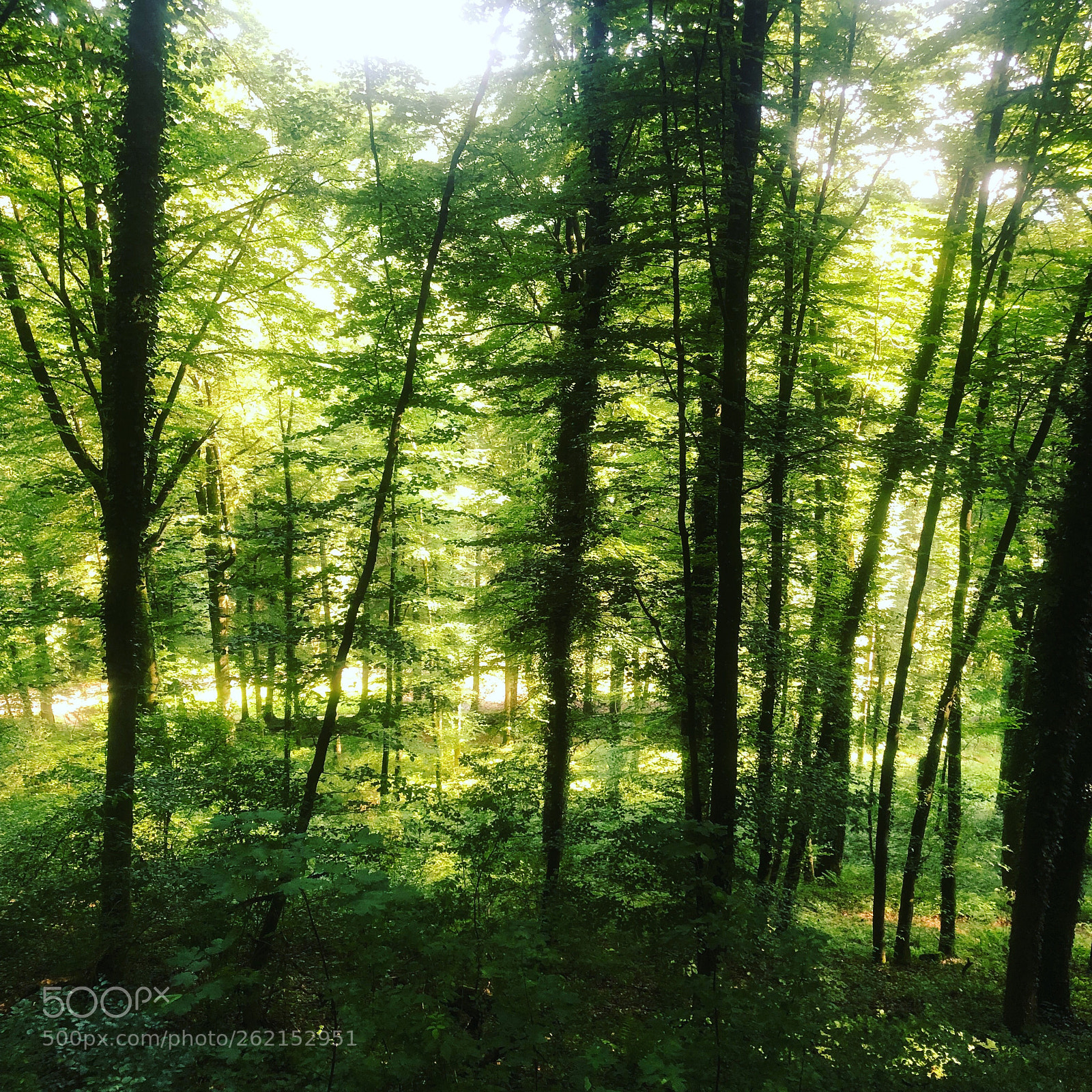 Apple iPhone 8 sample photo. Beautiful forest  photography