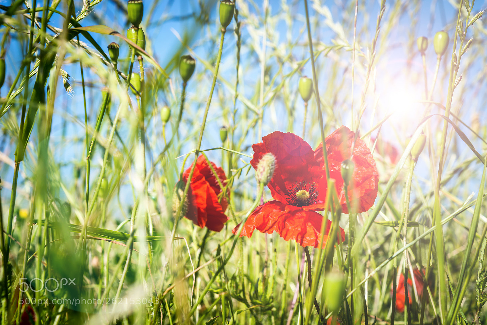 Nikon D610 sample photo. Calling for summer at photography