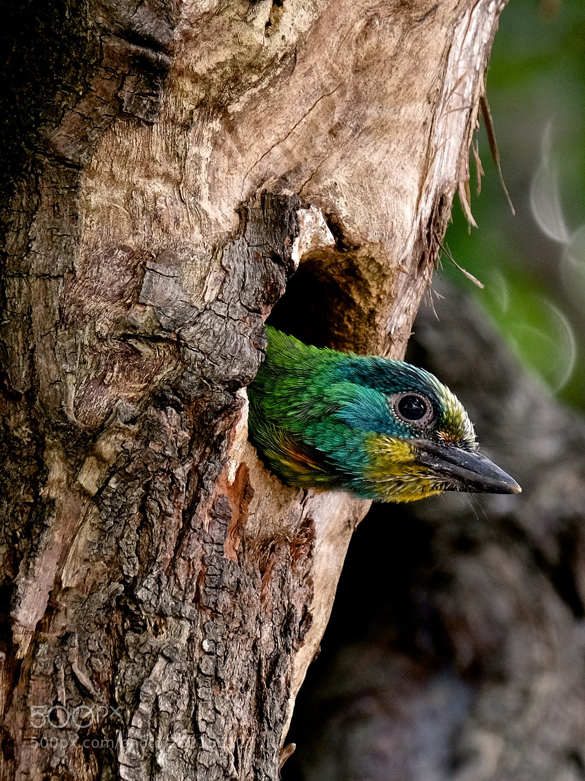 Fujifilm X-T1 sample photo. Taiwan barbet (juvenile) photography