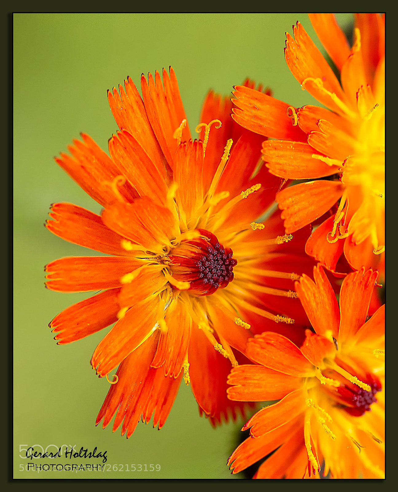 Canon EOS 6D sample photo. Mg photography