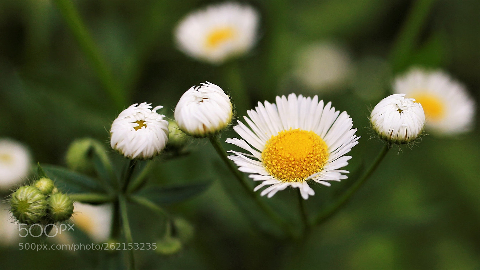 Canon EOS M sample photo. 野花 photography